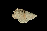 藏品(果粒蛙螺 )的圖片